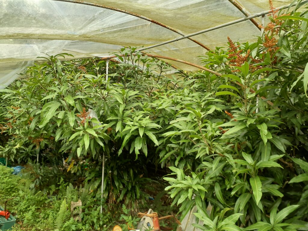 石垣島蜜蜂農園リニューアル計画